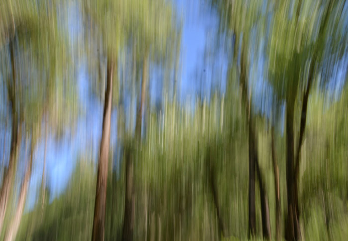 Jouer avec les arbres…