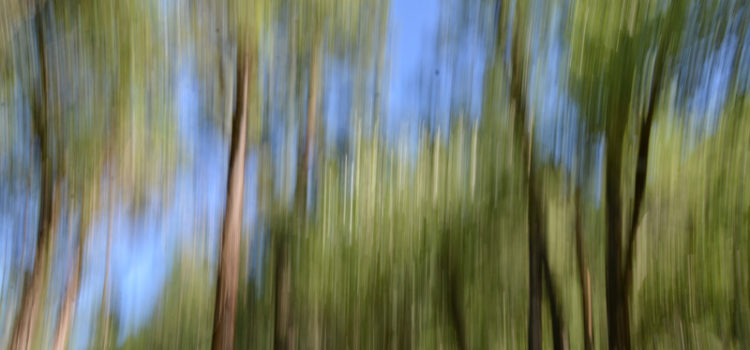 Jouer avec les arbres…