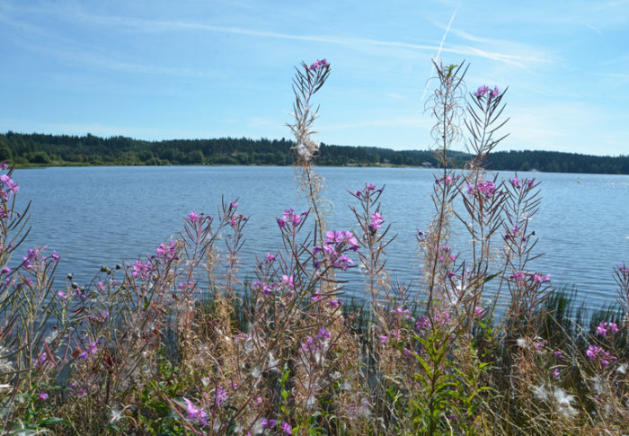 Sur les bords du lac