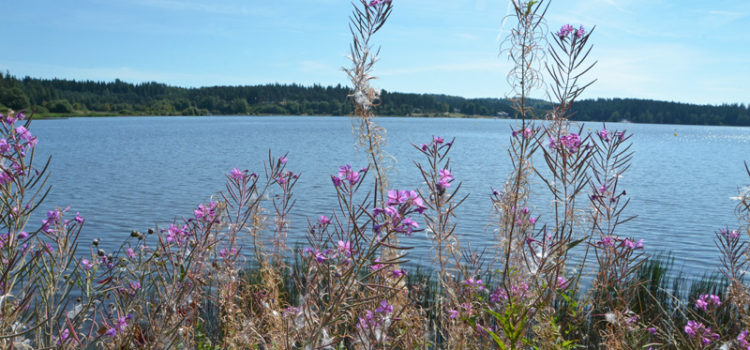Sur les bords du lac