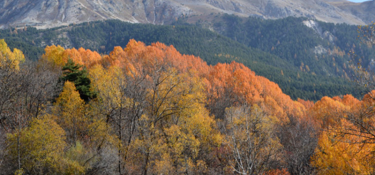 Des couleurs à foison